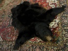 Bjørnskinn L.180cm x B. 170cm