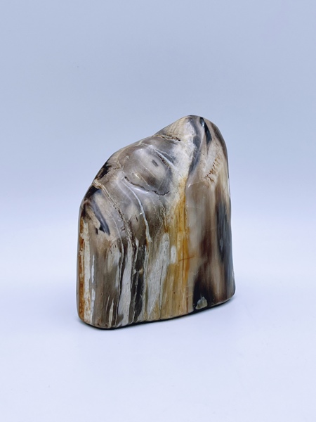 Forstenet tre / Fossil