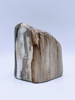 Forstenet tre / Fossil