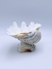 Skål / Smykkeskål i skjell ant. bear paw clam