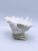 Skål / Smykkeskål i skjell ant. bear paw clam
