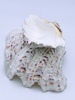 Skål / Smykkeskål i skjell ant. bear paw clam