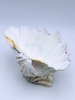 Skål / Smykkeskål i skjell ant. bear paw clam
