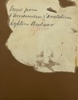 1800t "Dame Foran Peisen". Akvarell på papir
